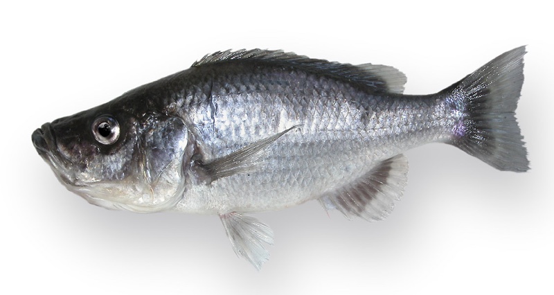 Diplotaxodon greenwoodi 'Mbamba Bay'